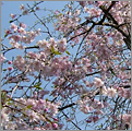 枝垂れ桜